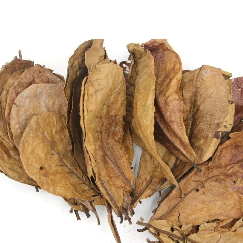 Natural Terminalia Catappa Leaves 10/20Pcs